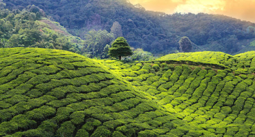assets/images/tours/assam/p1.jpg
