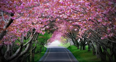 assets/images/tours/shillong/p1.jpg